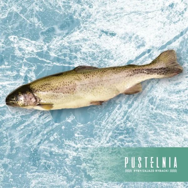 pstrąg patroszony Pustelnia