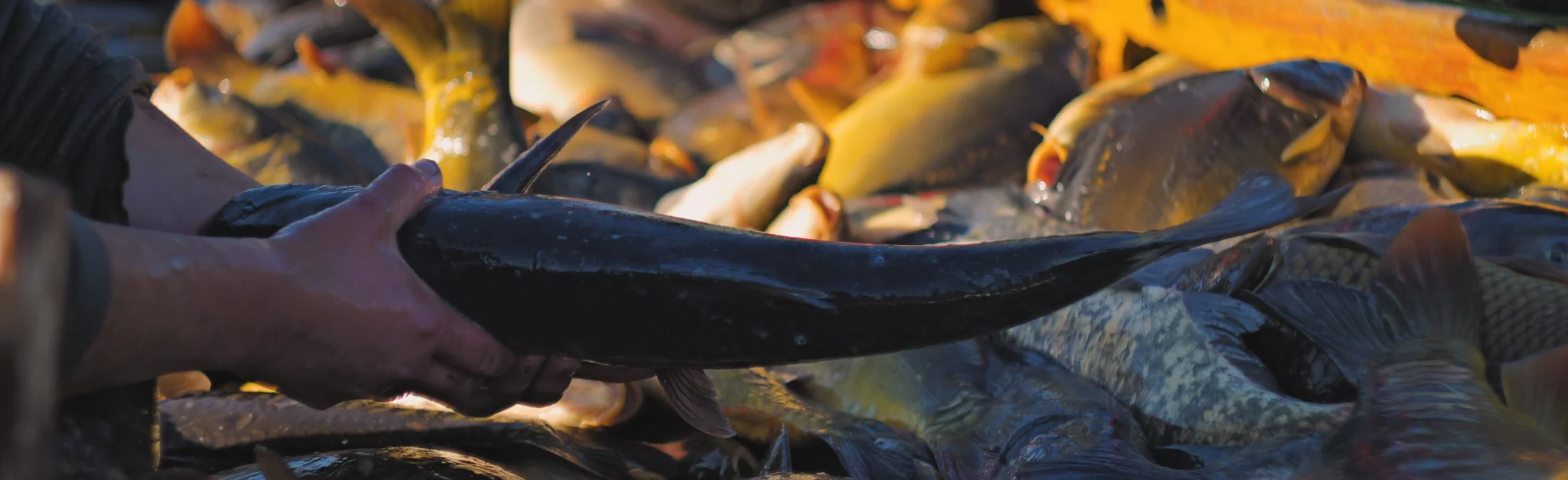 howola-nagłówek-Pustelnia