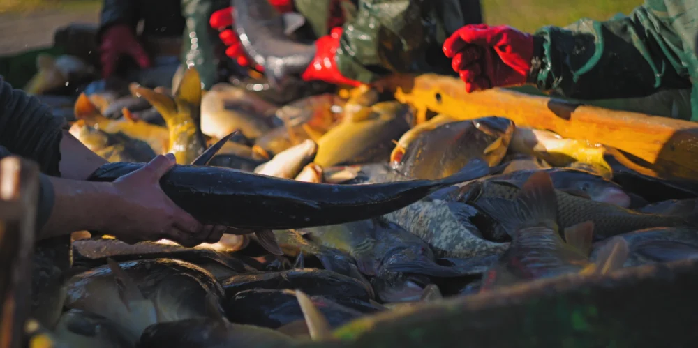 odłowy ryb w Pustelni