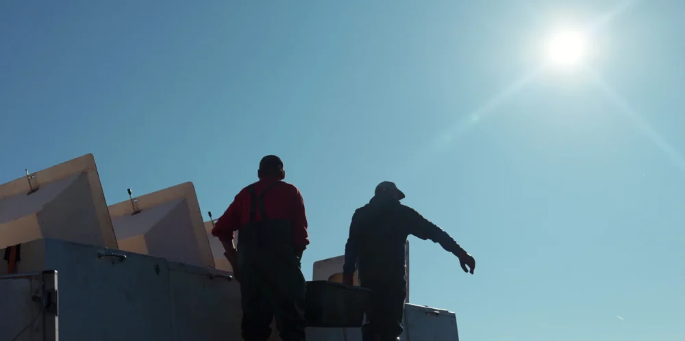 odłowy ryb w Pustelni