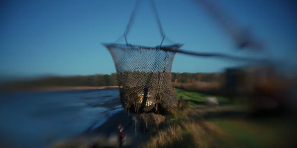 odłowy ryb w Pustelni